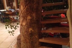 Escalier en bois encastré dans un arbre